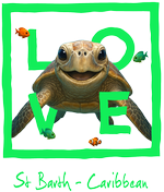 Caribbean Green Turtle - bottomless